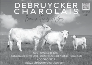 DEBRUYCKER CHAROLAIS